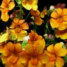 Jammas5 50 ORANGE PRINCE NEMESIA Strumosa Flower Seeds *Comb S/H + Free Gift