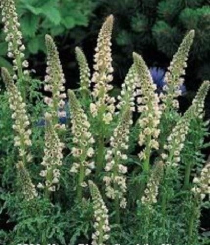 Jammas5 200 WHITE MIGNONETTE Reseda Alba VERY FRAGRANT Flower Seeds + Gift & Comb S/H
