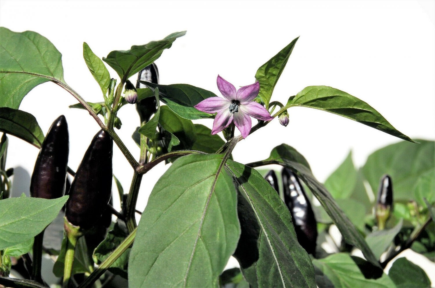 Jammas5 20 ROYAL BLACK PEPPER Capsicum Annuum Very Hot Chilli Vegetable Seeds *Flat Ship