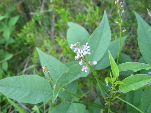 Jammas5 10 FRENCH GRASS Sanfoin Blue Purple Flowers Psoralea Onobrychis Legume Seeds