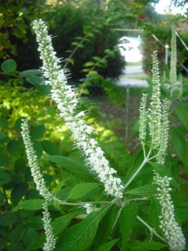 Jammas5 100 MINT BUSH White Elsholtzia Stauntonii Alba Chinese Mint Fragrant Shrub Seeds