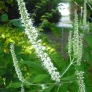 Jammas5 100 MINT BUSH White Elsholtzia Stauntonii Alba Chinese Mint Fragrant Shrub Seeds