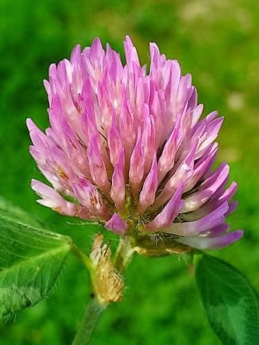 Jammas5 1500 RED CLOVER Monarchs Trifolium Pratense Rose Mauve Flower Ground Cover Seeds