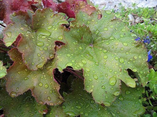 Jammas5 1200 CORAL BELLS - Prairie Alumroot HEUCHERA Richardsonii Shade Flower Seeds