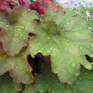 Jammas5 1200 CORAL BELLS - Prairie Alumroot HEUCHERA Richardsonii Shade Flower Seeds