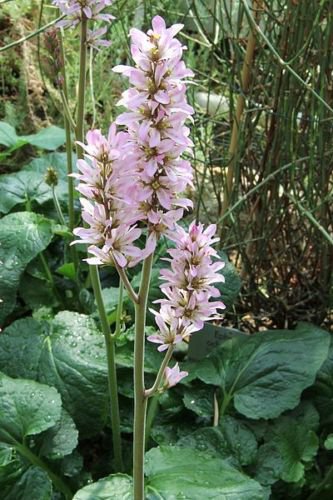Jammas5 100 BRIDAL WREATH White & Pink Francoa Appendiculata Flower Seeds for Part Shade