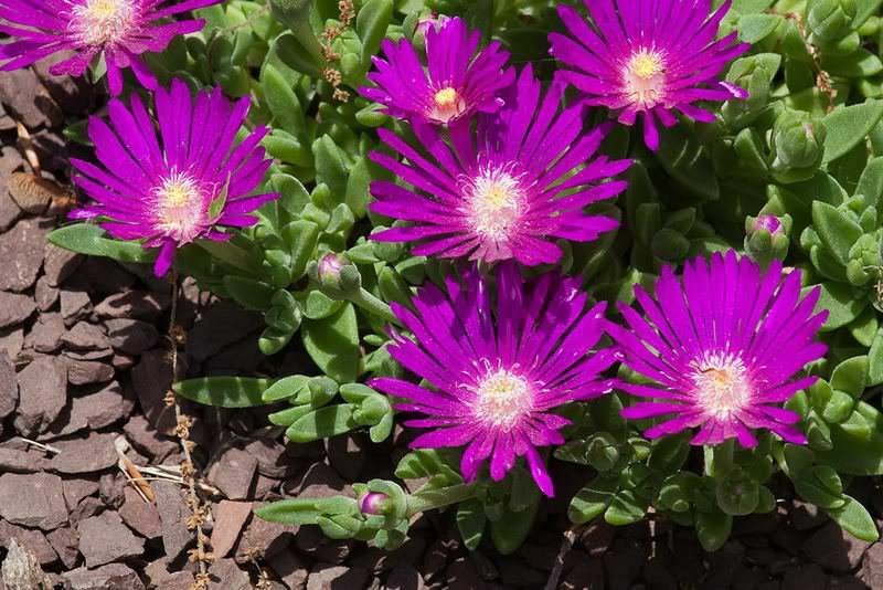 Jammas5 25 STARDUST ICE PLANT Mesembryanthemum Delosperma Floribunda Purple Flower Seeds