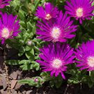 Jammas5 25 STARDUST ICE PLANT Mesembryanthemum Delosperma Floribunda Purple Flower Seeds