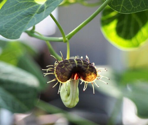 Jammas5 10 White Veined DUTCHMAN'S PIPE Aristolochia Fimbriata Variegated Pipevine Seeds
