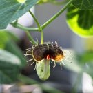 Jammas5 10 White Veined DUTCHMAN'S PIPE Aristolochia Fimbriata Variegated Pipevine Seeds