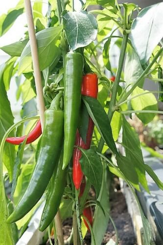 Jammas5 25 KOREAN Dark GREEN PEPPER Hot Chili Long Red Capsicum Annuum Vegetable Seeds