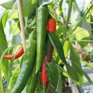 Jammas5 25 KOREAN Dark GREEN PEPPER Hot Chili Long Red Capsicum Annuum Vegetable Seeds