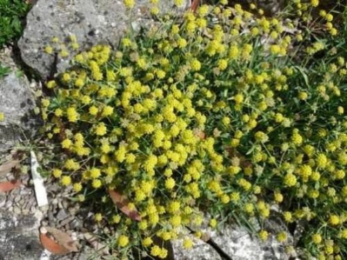 Jammas5 100 Green Gold BUPLEURUM Hares Tail Thoro Wax Flower Seeds + Gift & Comb S/H