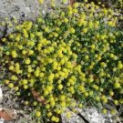 Jammas5 100 Green Gold BUPLEURUM Hares Tail Thoro Wax Flower Seeds + Gift & Comb S/H