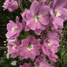 Jammas5 100 PINK PERFECTION LARKSPUR DELPHINIUM Consolida Ambigua Flower Seeds *Comb S/H