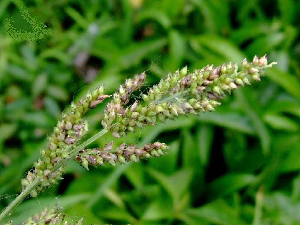 Jammas5 100 WALTER'S BARNYARD GRASS Wetland Ornamental Echinochloa Walteri Seeds + Gif
