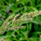 Jammas5 100 WALTER'S BARNYARD GRASS Wetland Ornamental Echinochloa Walteri Seeds + Gif