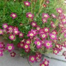 Jammas5 50 PURPLE ROBE SAXIFRAGA Saxifraga Arendsii Moss Rockfoil Evergreen Flower Seeds