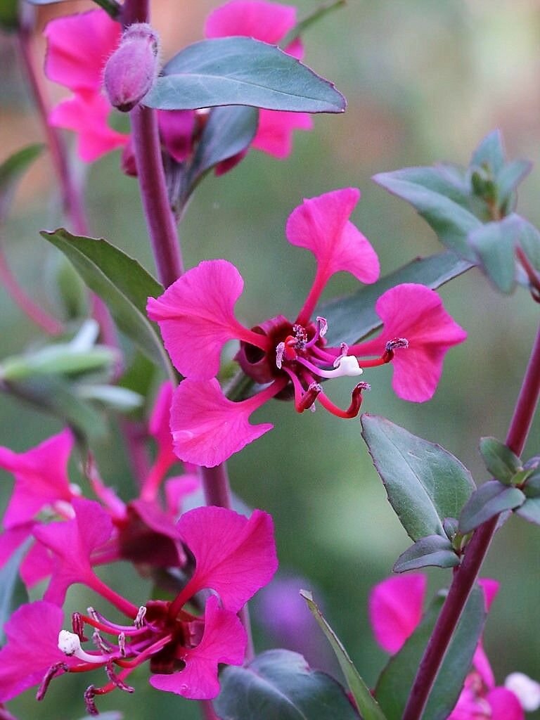 Jammas5 500 Mixed ELEGANT CLARKIA Mountain Garland Elegans Pink Purple Red Flower Seeds
