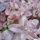 Jammas5 50 PURPLE CARPET SEDUM Spurium Coccineum Groundcover Flower Seeds *Comb S/H