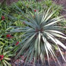 Jammas5 25 BLUE DRACAENA SPIKES Cordyline Indivisa Flower Seeds + Gift & Comb S/H