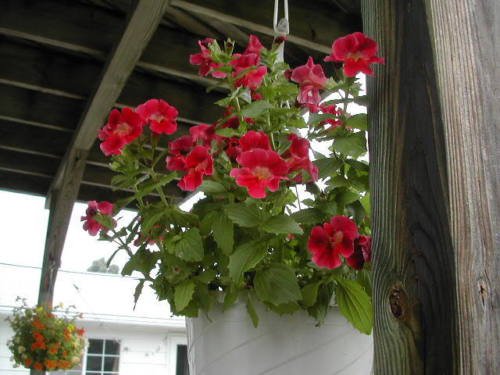 Jammas5 100 Twinkle RED MONKEY FLOWER Mimulus Seeds + Gift & Comb S/H
