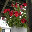 Jammas5 100 Twinkle RED MONKEY FLOWER Mimulus Seeds + Gift & Comb S/H