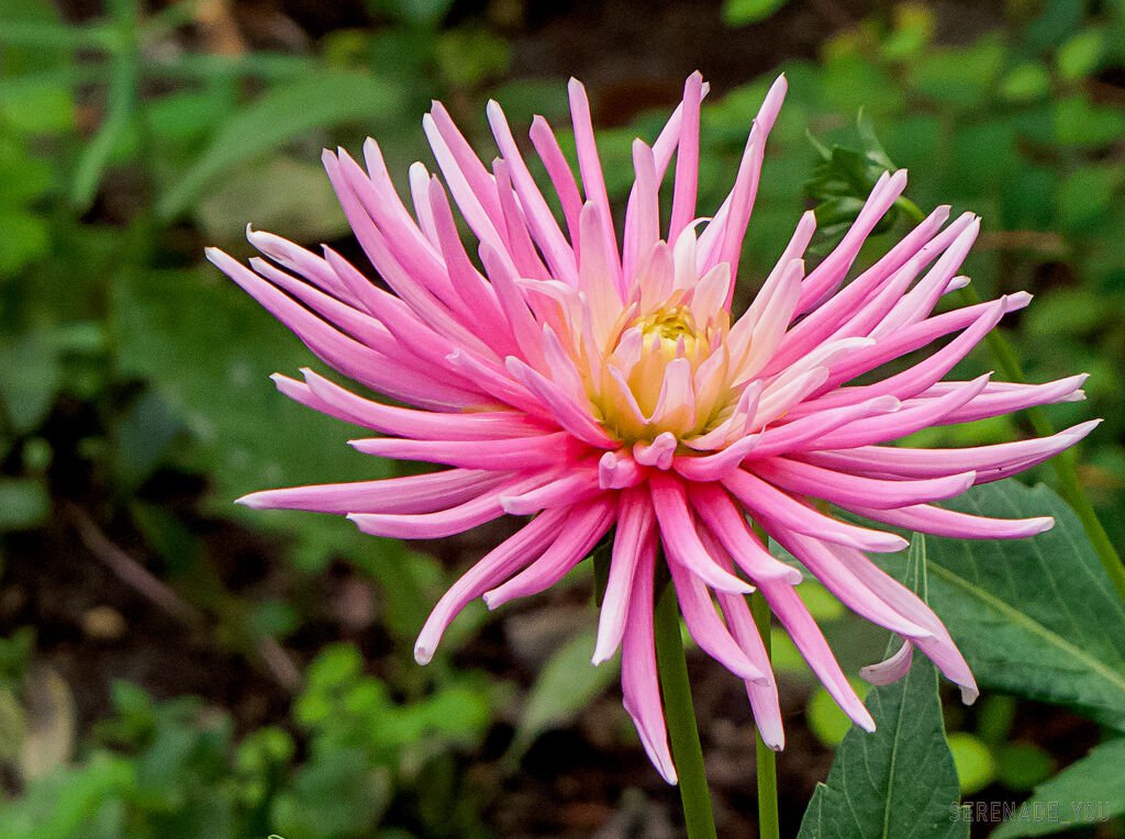 Jammas5 30 ROSE PINK NEEDLE ASTER Callistephus Unicom Flower Seeds *Comb S/H + Free Gift