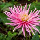 Jammas5 30 ROSE PINK NEEDLE ASTER Callistephus Unicom Flower Seeds *Comb S/H + Free Gift