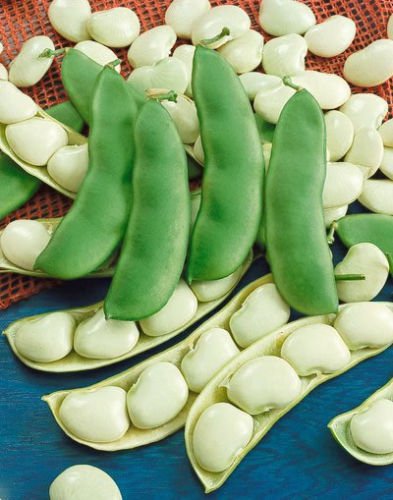 Jammas5 25 Dwarf HENDERSON BABY LIMA BEAN Bush White Phaseolus Lunatus Vegetable Seeds