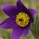 Jammas5 25 VIOLET ANEMONE Pulsatilla Vulgaris Purple PASQUE FLOWER Seeds +Gift & CombS/H