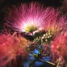 Jammas5 25 MIMOSA TREE EH WILSON Hummingbird Pink Flower Albizia Julibrissin Rosea Seeds
