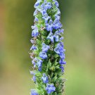 Jammas5 1000 CHIA SALVIA HISPANICA / SAGE Flower Seeds + Gift & Comb S/H