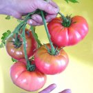 Jammas5 50 GIANT BELGIAN PINK TOMATO Huge Pink Skin Lycopersicon Fruit Vegetable Seeds