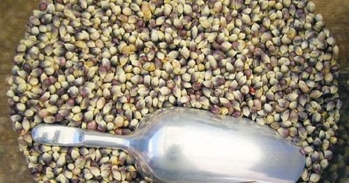Jammas5 50 SHAMAN'S BLUE POPCORN Blue Kernels Pop White Corn Zea Mays Vegetable Seeds
