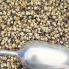 Jammas5 50 SHAMAN'S BLUE POPCORN Blue Kernels Pop White Corn Zea Mays Vegetable Seeds