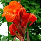 Jammas5 5 RED CANNA LILY Indian Shot Canna Indica Flower Seeds + Gift & Comb S/H