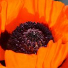 Jammas5 100 PRINCE of ORANGE Oriental POPPY Papaver Orientale Perennial Flower Seeds