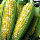 Jammas5 60 BILICIOUS BICOLOR CORN Sweet Yellow & White Zea Mays Vegetable Seeds *Comb SH