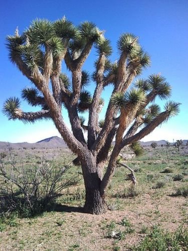 Jammas5 5 JOSHUA TREE Palm Tree Yucca Brevifolia White Flowers Cactus Succulent Seeds