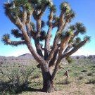 Jammas5 5 JOSHUA TREE Palm Tree Yucca Brevifolia White Flowers Cactus Succulent Seeds