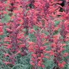 Jammas5 30 RED AGASTACHE 'HEATHER QUEEN' Hummingbrid Mint Hyssop Flower Herb Seeds