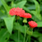 Jammas5 50 Red LADY'S PAINTBRUSH Tassel Flower Emilia Javanica 'Scarlet Magic' Seeds