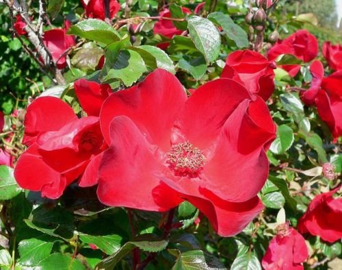 Jammas5 30 JAPANESE RED ROSE Bush Rosa Rugosa Rubra Rugrose Fragrant Flower Seeds + Gift