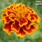 Jammas5 400 FRENCH MARIGOLD SPARKY Mixed Colors Calendula Flower Seeds + Gift & Comb S/H