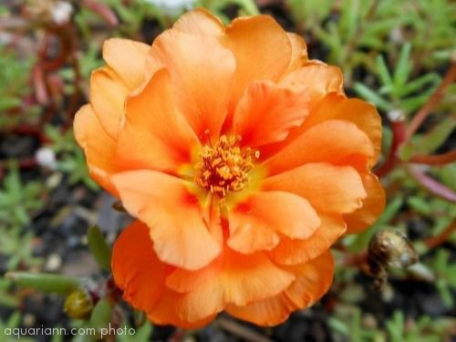 Jammas5 100 ORANGE PORTULACA Moss Rose Portulaca Grandiflora Flower Seeds *Comb S/H