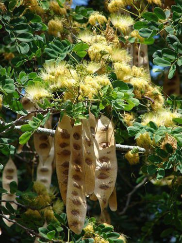 Jammas5 20 WOMAN'S TONGUE TREE White Mimosa Nectar Flower Albizia Lebbeck Legume Seeds