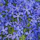 Jammas5 500 MIXED COLORS EVENING SCENTED STOCK Matthiola Bicornis Flower Seeds *Comb S/H