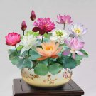 15 Sacred Bonsai Lotus Mixed Color