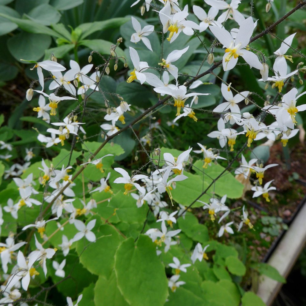 JMS Epimedium Brevicornum Seeds, Round Leaf